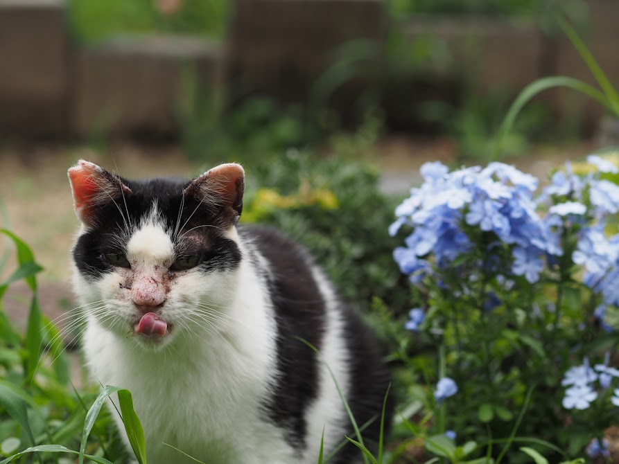 猫