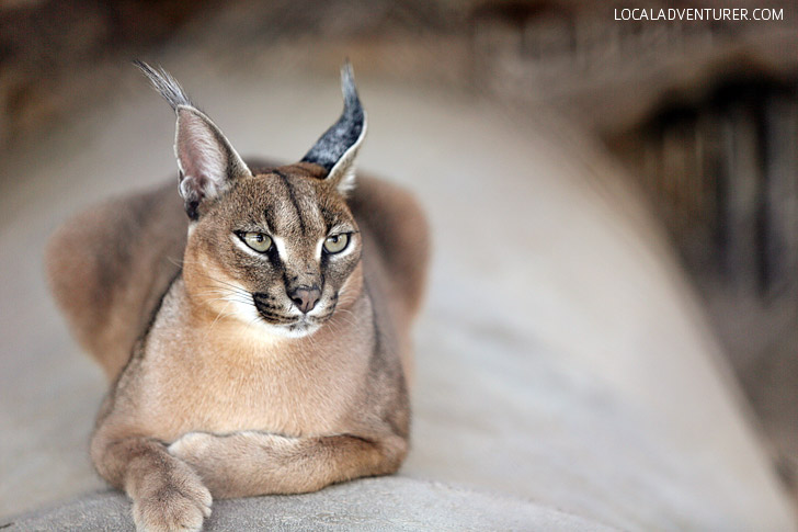 African Caracal Cat at Roos n More Zoo Moapa NV.