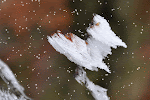DSC_0827-SNOW.gif