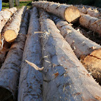 Boerenbruiloft Barlo - Bomen schillen en bouwen boerderij