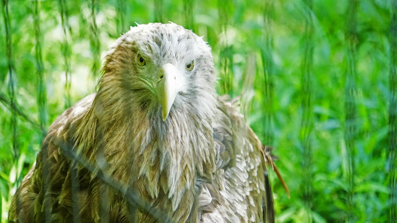 多摩動物公園 フクロウ 写真