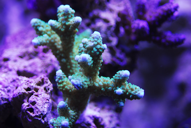 coral20110527-01.jpg