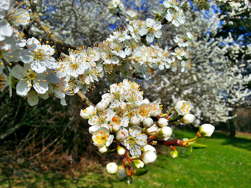Cherry Blossom in Overlake Park by WA-520 and 51st NE, Redmond, WA