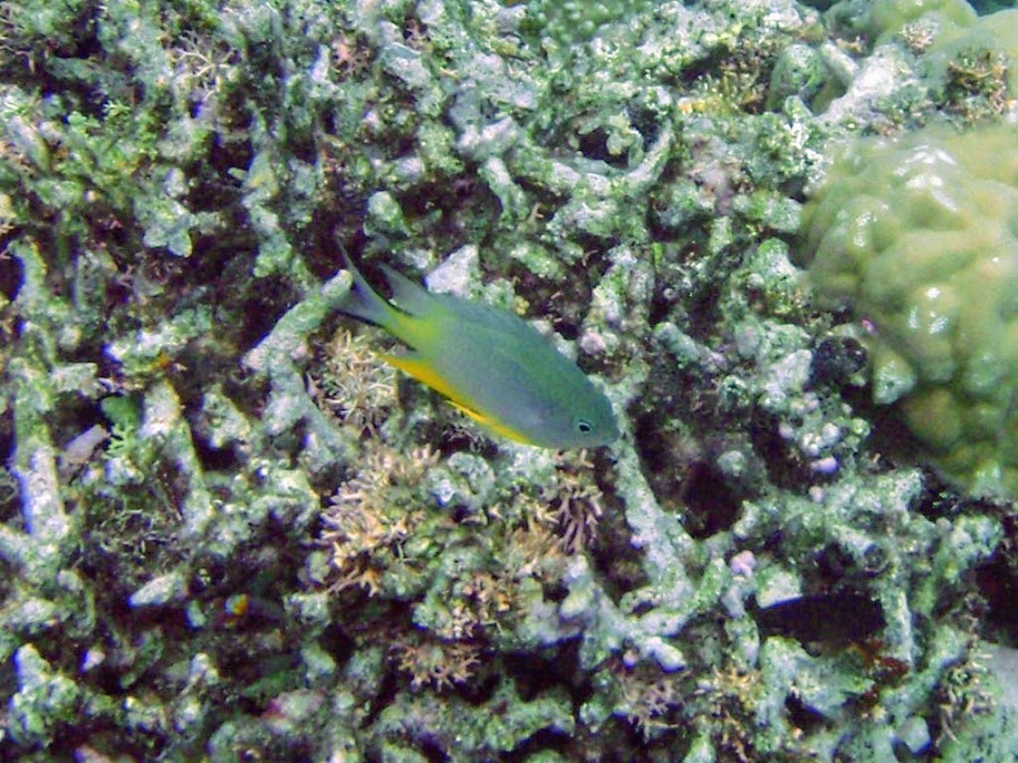 Unidentified Damselfish, Naigani Island, Fiji.