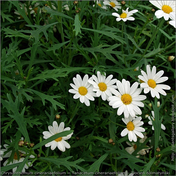 Tanacetum cinerariaefolium flowers and leafs - wrotycz dalmatyński kwiaty i liście