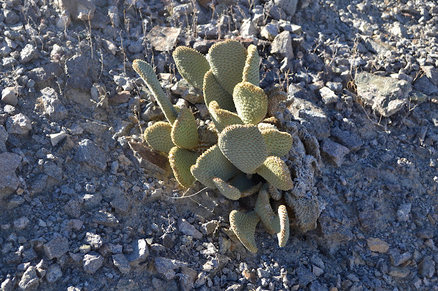 beaver tail cactus with fuzzy spots