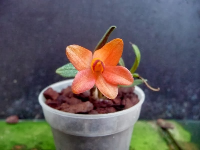 Dendrobium cuthbertsonii 'Red' P1180686