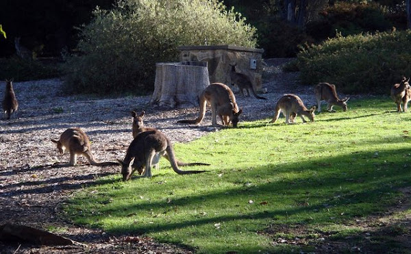 kangaroos