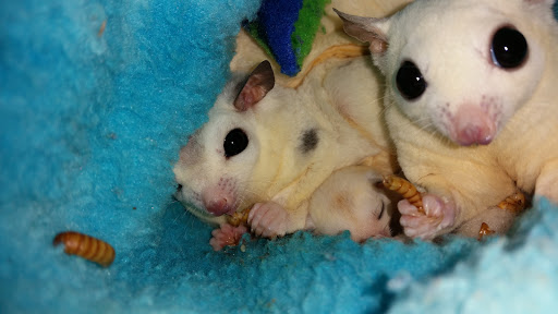Pet Store «The Pet Glider, Glider World», reviews and photos, 11407 Craighead Dr, Houston, TX 77025, USA