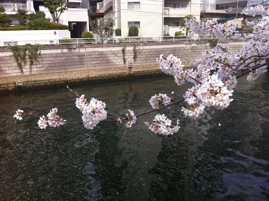 sakura meguro tokyo