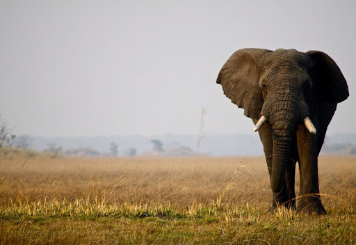 Parc national de Kafue