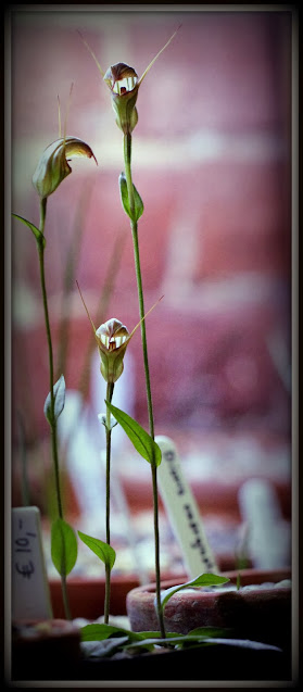 Pterostylis x furcillata IMG_9077