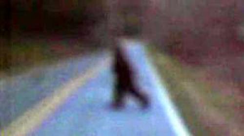 A Bigfoot Spotted In North Carolina And Captured On Film