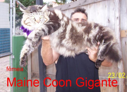 Petclube Filhotes Cães Bully Gatos Gigantes Criadores Ecologicamente  Corretos - Raça de Gatos Gigantes Filhotes Maine Coon Gato Gentil Gigante