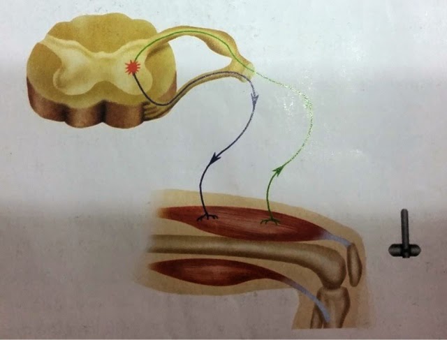 El dibujo sensitivo y expresivo de la figura humana cfnm 3