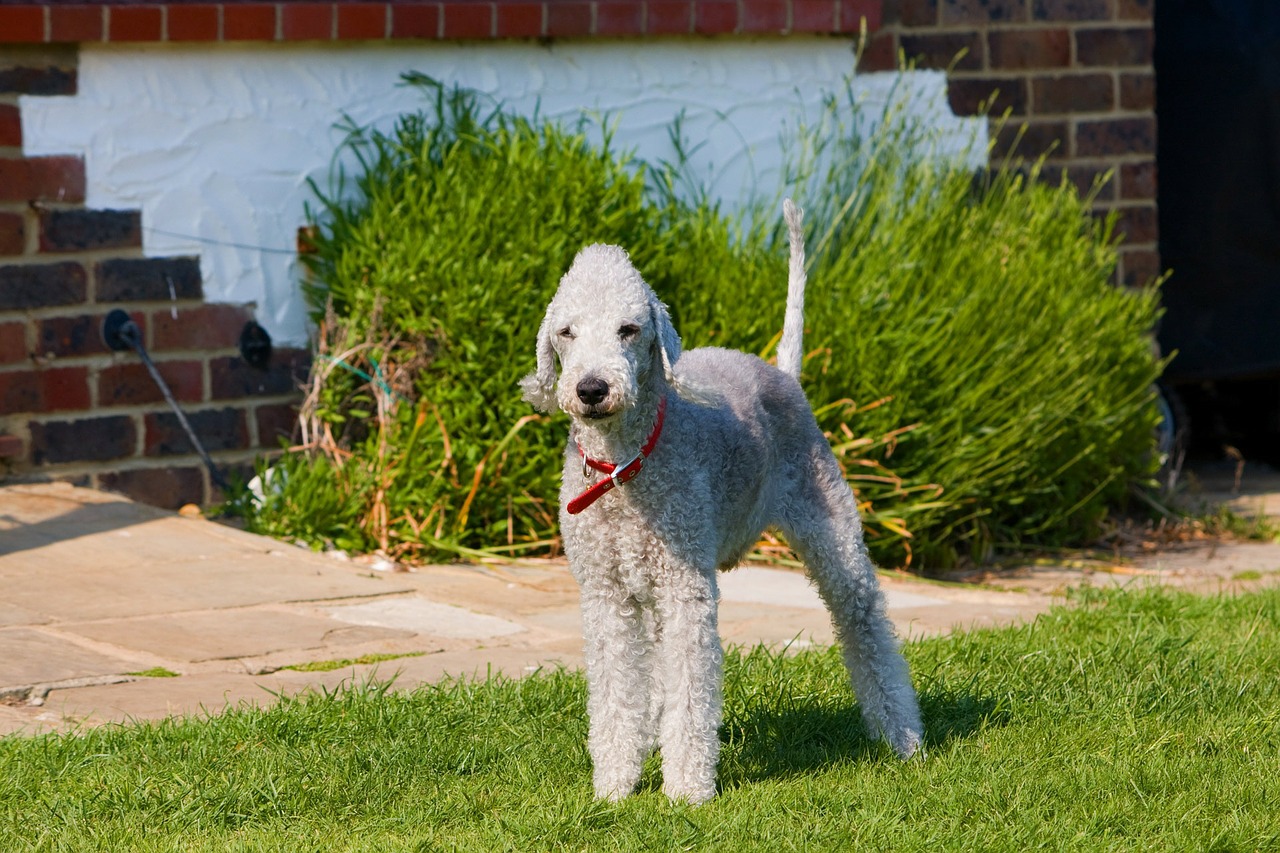 20 raças de cachorros mais 'estranhos' do mundo