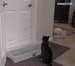 clever-cat-crossing-water-obstacle-while