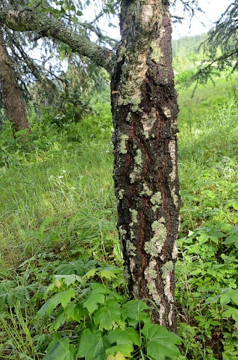 DSC_8103.JPG