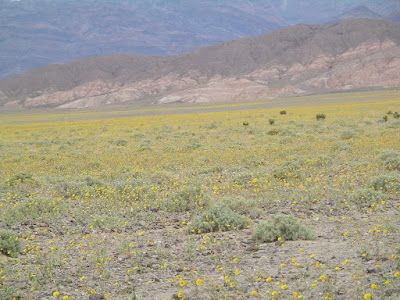 Долина смерти (Death Valley США): как добраться, что посмотреть