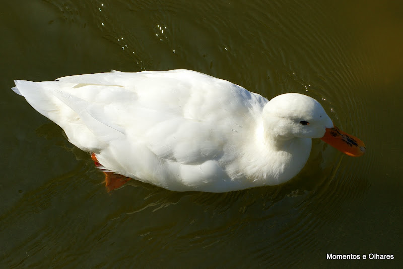 Pato Branco