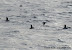 puffins