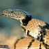 Bạn có thể mất mạng khi uống nọc độc của rắn hay không?