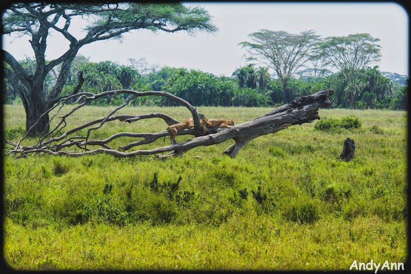 Сафари: Кения и Танзания. Тупо много фото.