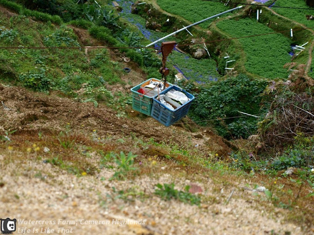 Vegetable Farms in Cameron Highlands picture cameron highlands escapade  photo