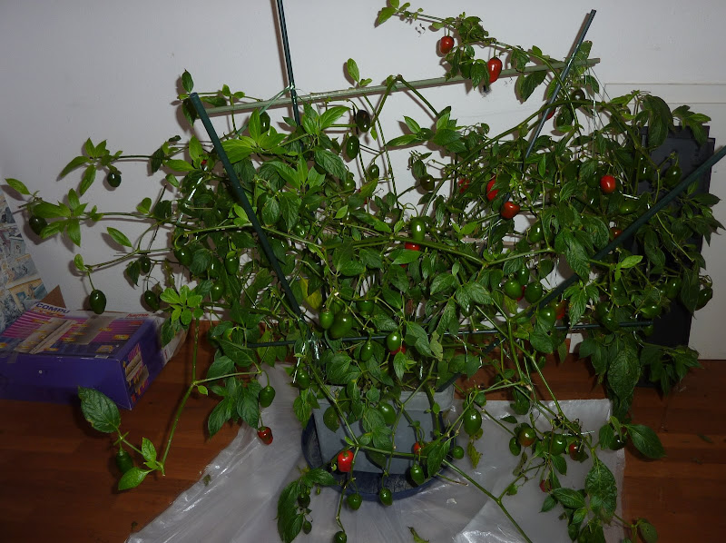 P1200233.JPG