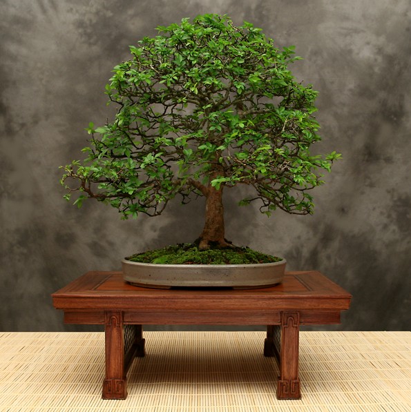 The Bonsai Tree Bonsai Trees