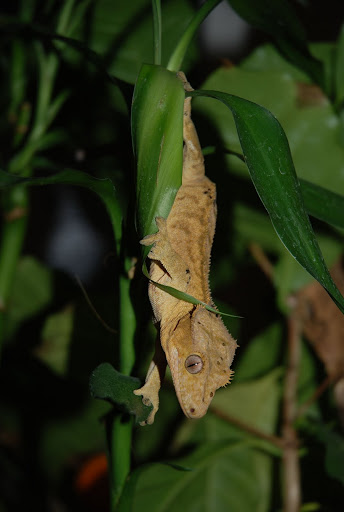 IMAGE(<a href="https://lh6.googleusercontent.com/-eAZyifpdoDg/TjXIjpA6NDI/AAAAAAAAE74/KYWfHNjxXAg/s512/DSC_0887.JPG" rel="nofollow">https://lh6.googleusercontent.com/-eAZyifpdoDg/TjXIjpA6NDI/AAAAAAAAE74/KYWfHNjxXAg/s512/DSC_0887.JPG</a>)