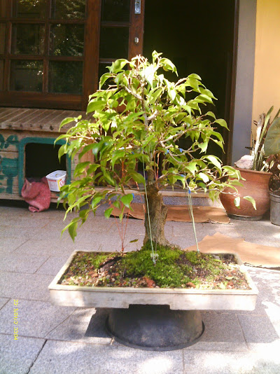 Ficus Benjamina... IMAG0309