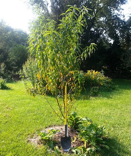 Image of Comfrey almond tree companion plant