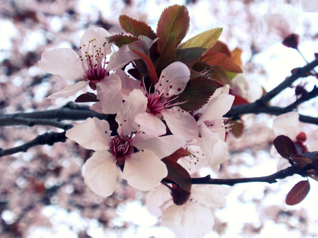 flowering peach trees