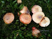 Agaricus mushrooms