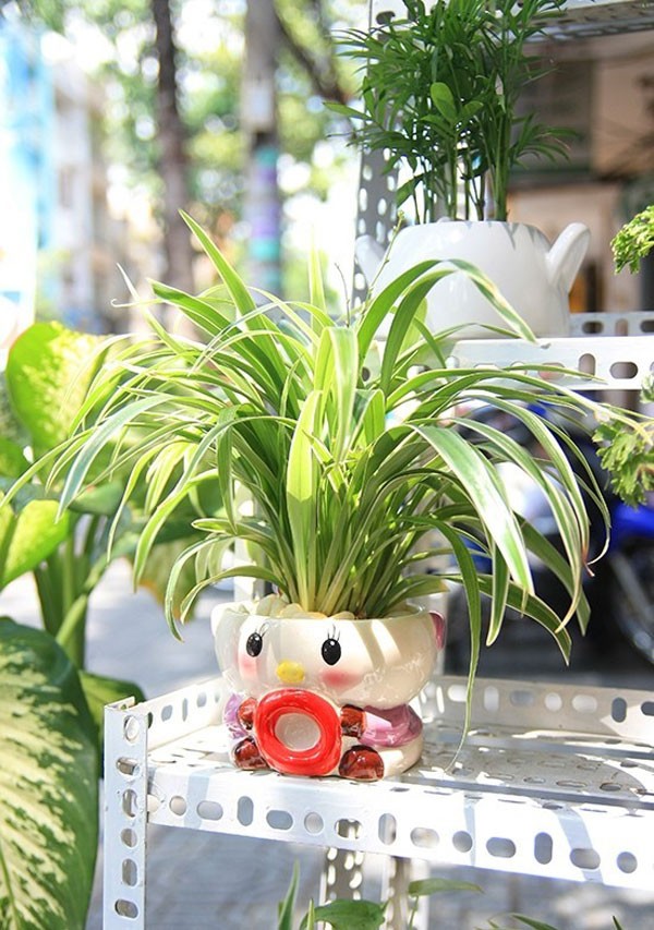 18 mẫu chậu cây cảnh mini cực xinh trang trí cho nhà đón Tết 8 18 mẫu chậu cây cảnh mini cực xinh trang trí cho nhà đón Tết 8