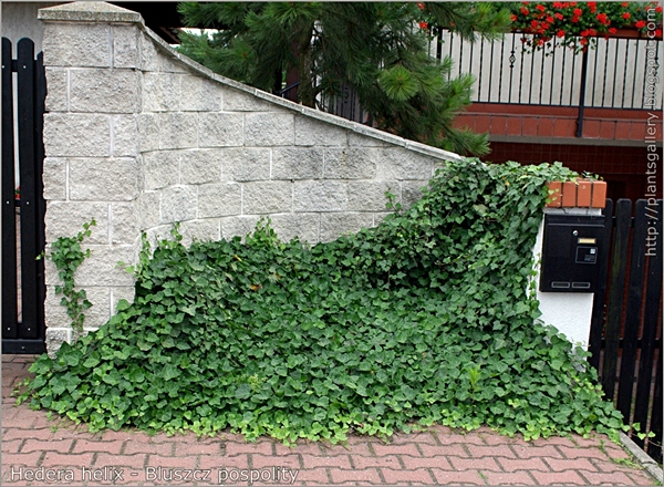 Hedera helix - Bluszcz pospolity przykład wykorzystania w architekturze ogrodowej