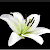 Profile picture for Shreya Shankar