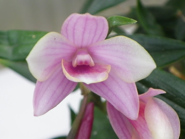 Dendrobium flower baby IMGP6371