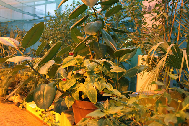 Дом бабочек и чуть-чуть ВВЦ. Москва. октябрь 2011