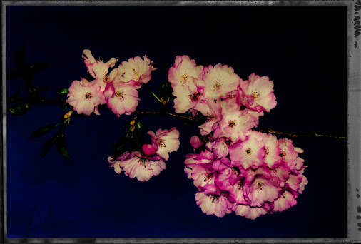 posted image