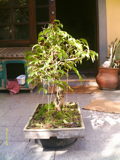 Ficus Benjamina... IMAG0312