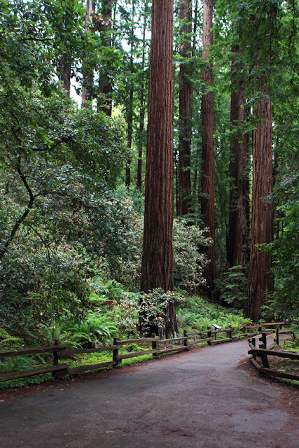 Сан-Франциско и национальные парки: помогите не разорваться