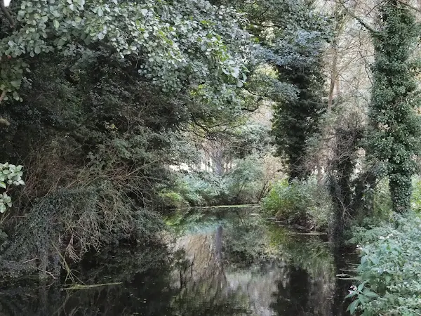 Woodland river near Creeting St Mary