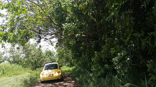 Mount Liamuiga Trailhead