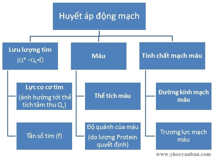 huyết áp động mạch