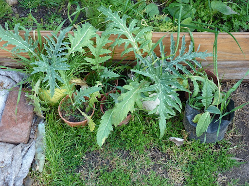 compost compost