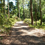 Trail through forest in Blackbutt Reserve (400378)