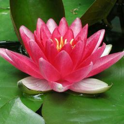 Download Serif Font Flipfont Free 1 0 Apk Android 2 3 2 3 2 Gingerbread Apk Tools SVG Cut Files