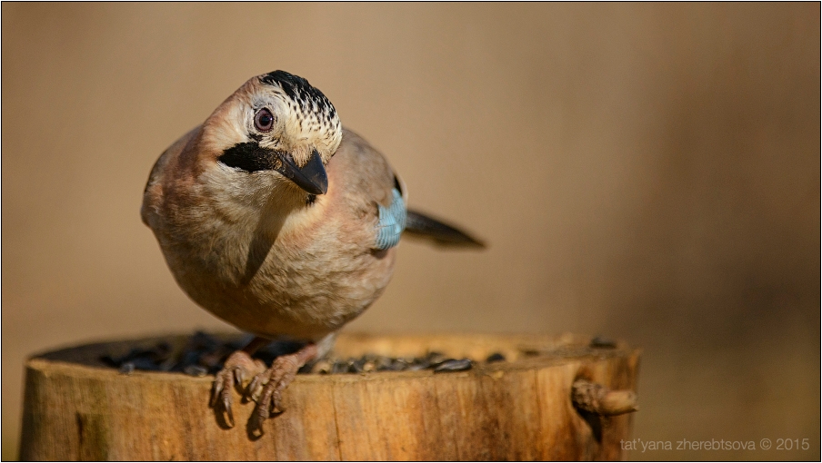 wildlife.crimea.ua